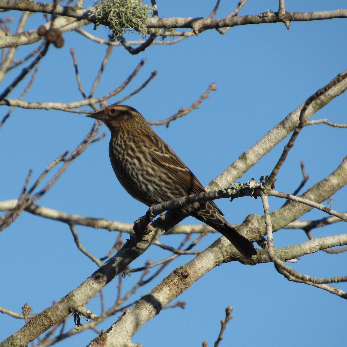 Red-winged Blackbird - ML613141418