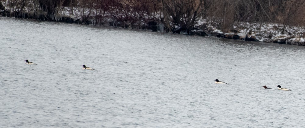 Common Merganser - ML613141434