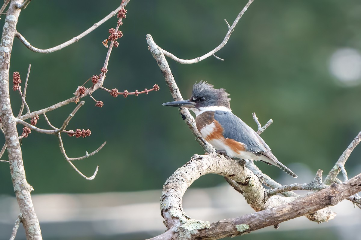 Belted Kingfisher - Suzanne Kavic