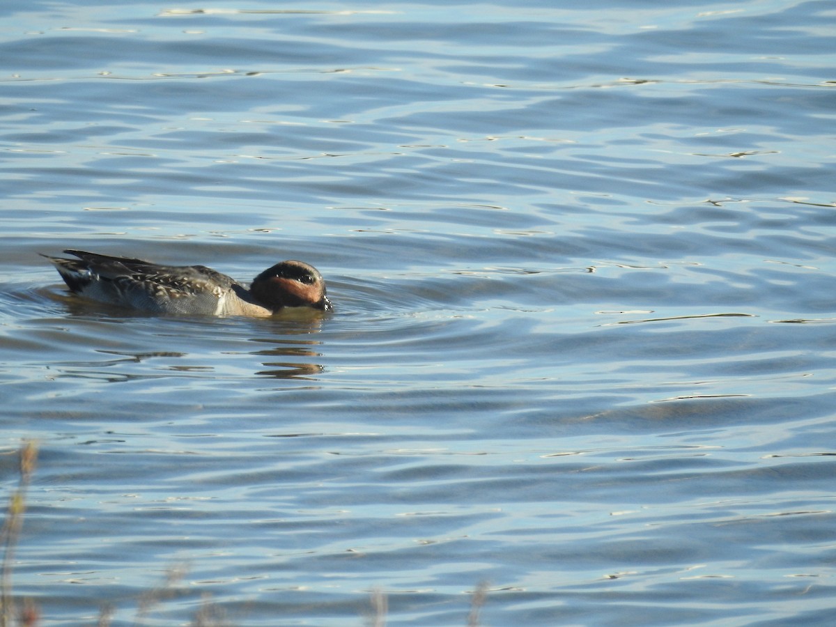 Çamurcun (carolinensis) - ML613141460