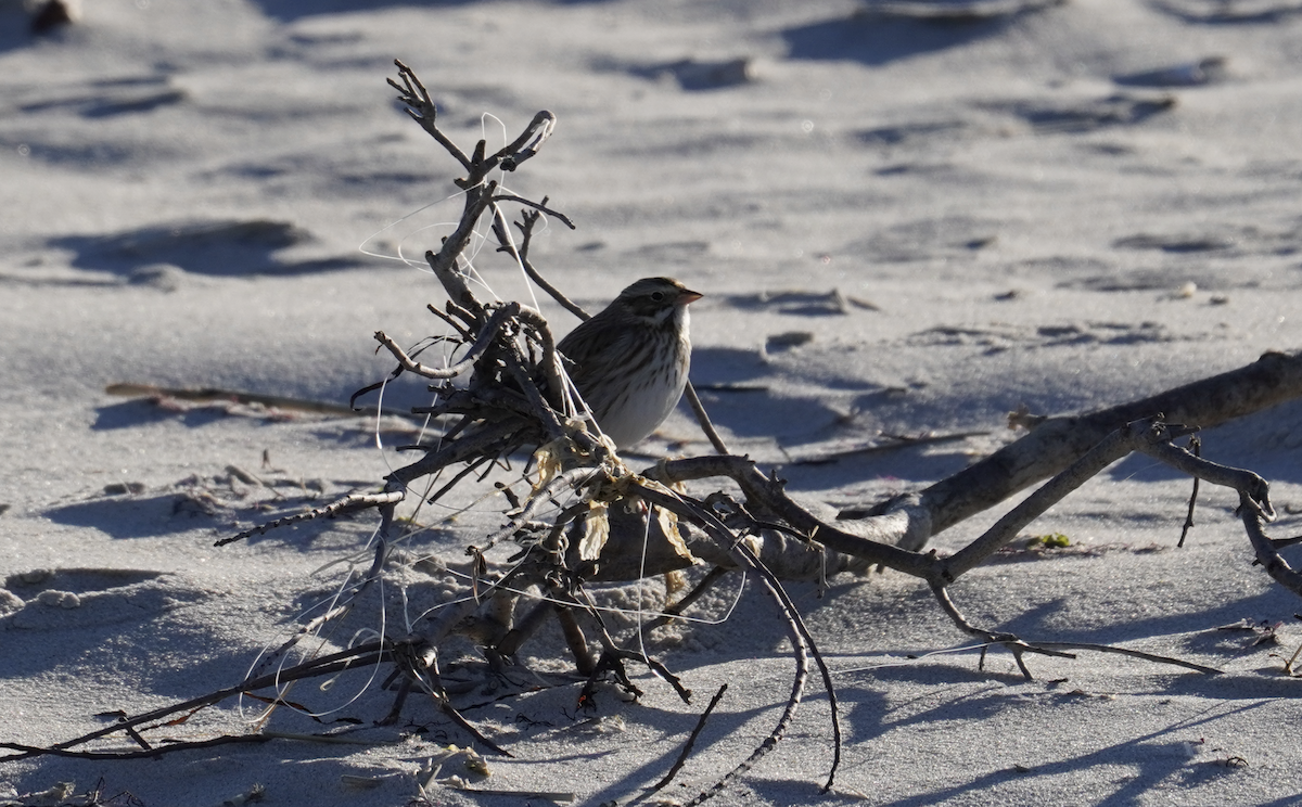 Savannah Sparrow (Ipswich) - ML613141524