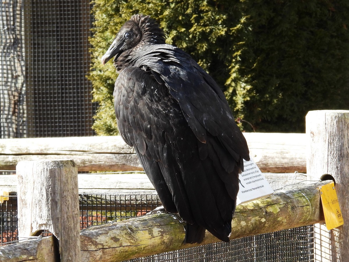 Black Vulture - ML613141563