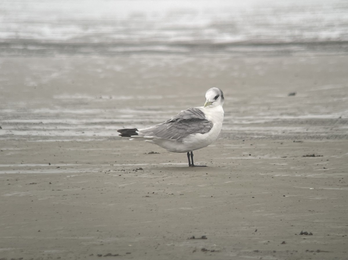 Black-legged Kittiwake - ML613141568