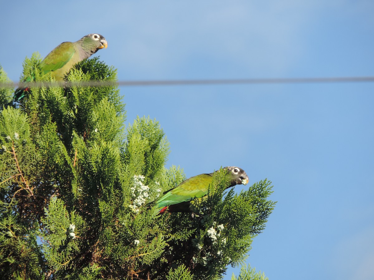 Scaly-headed Parrot - ML613141604