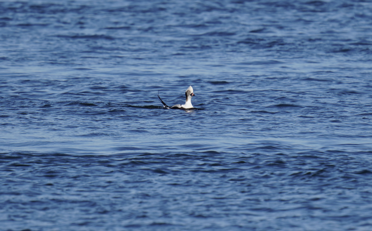 Long-tailed Duck - ML613141616