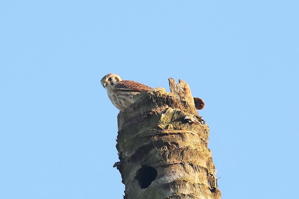 American Kestrel - ML613141621