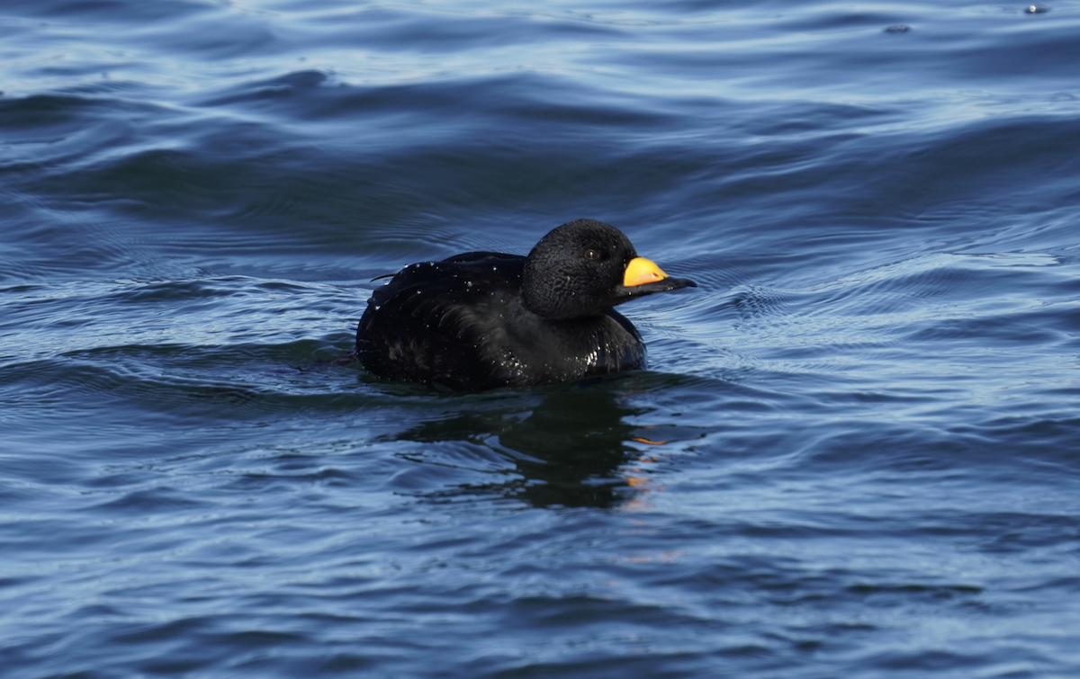 Black Scoter - ML613141641