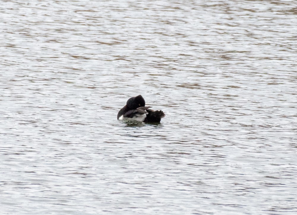 Ring-necked Duck - ML613141645