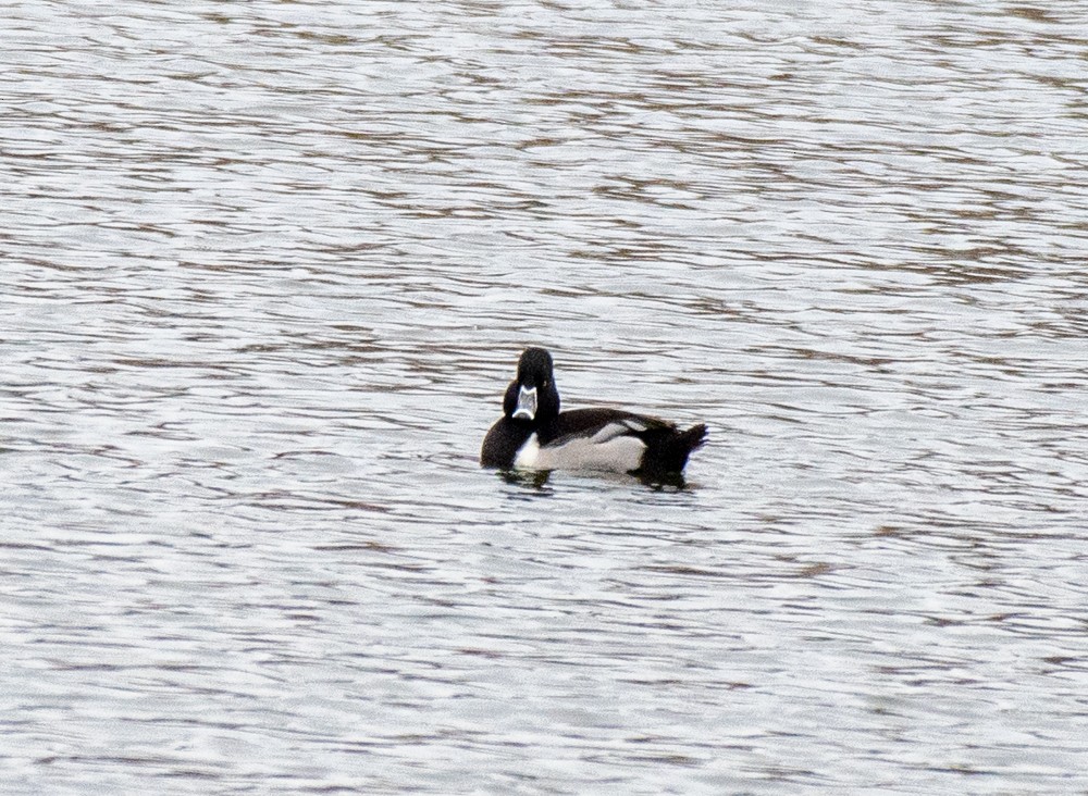 Ring-necked Duck - ML613141647