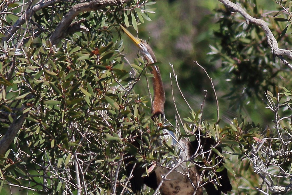 Australasian Darter - ML613141668