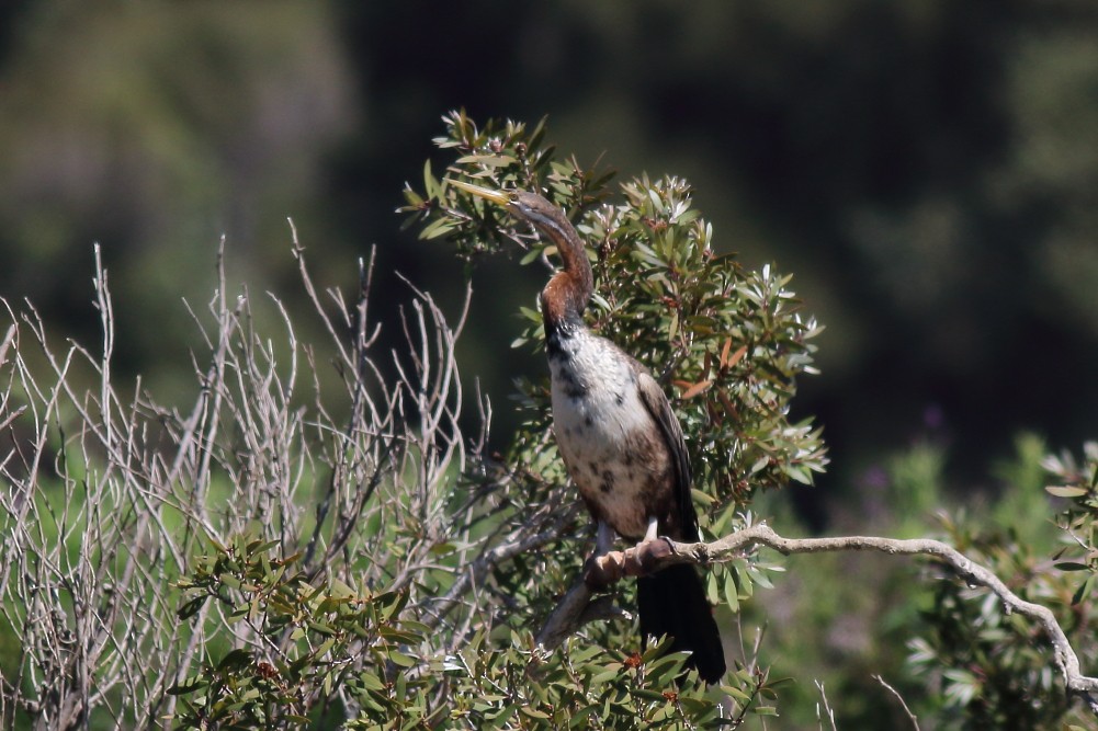 Australasian Darter - ML613141670