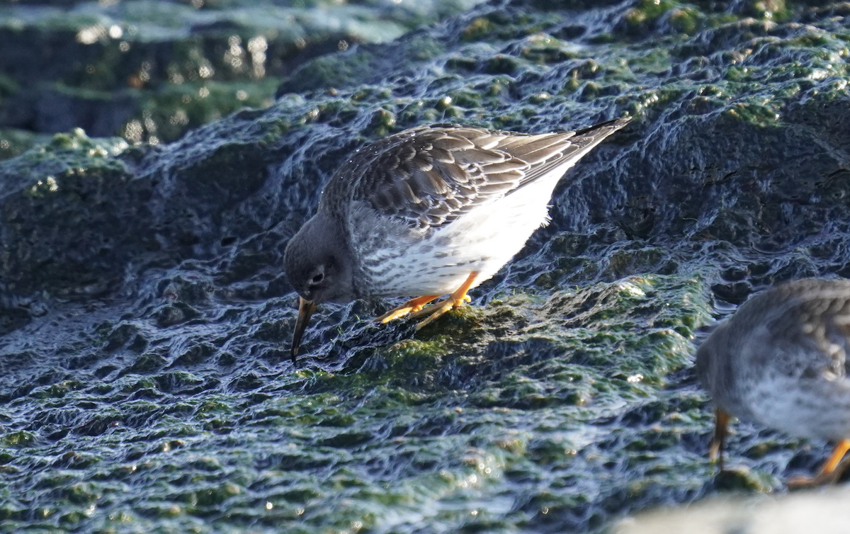 Purple Sandpiper - ML613141676