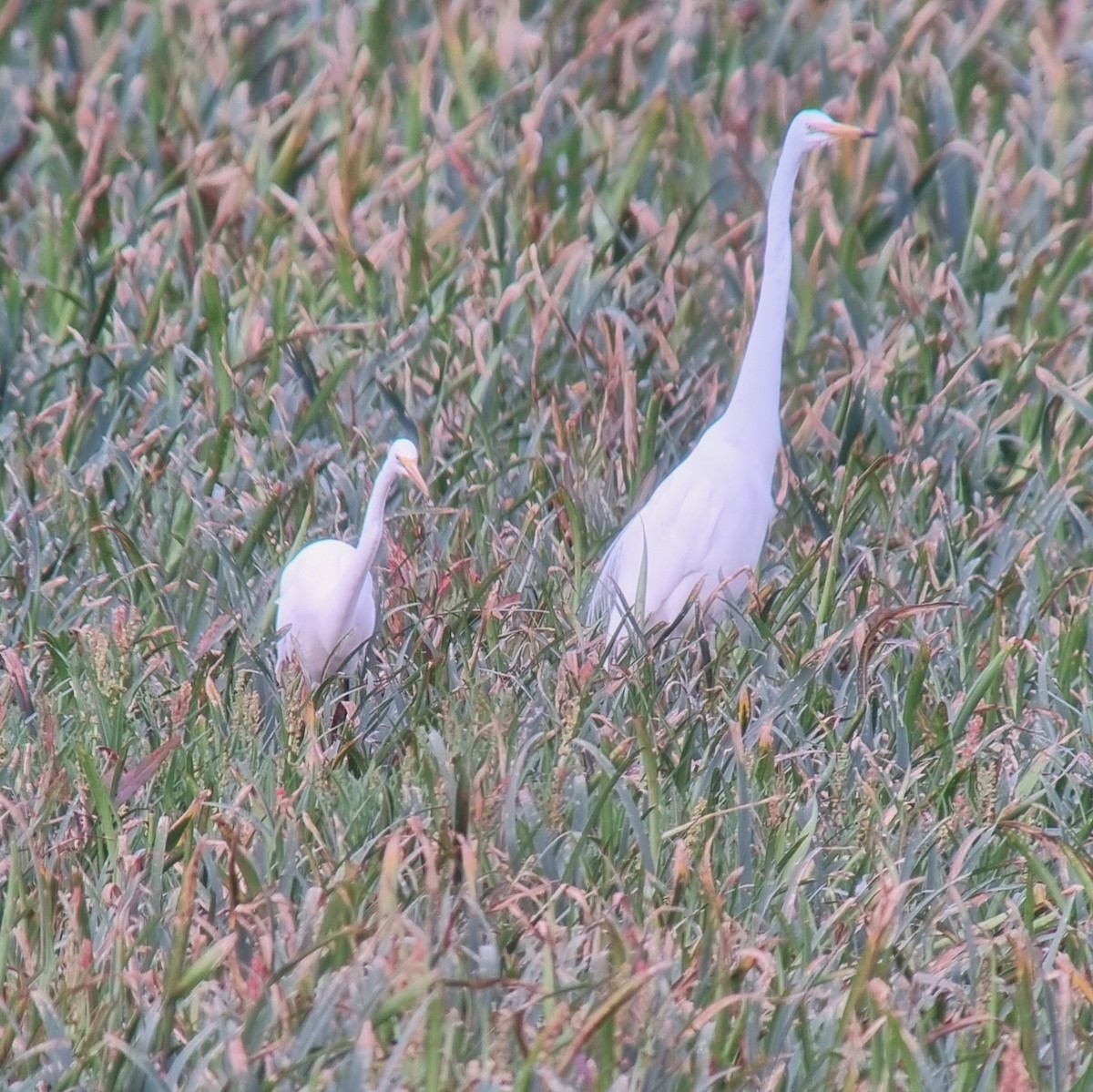 Plumed Egret - Ben Kester