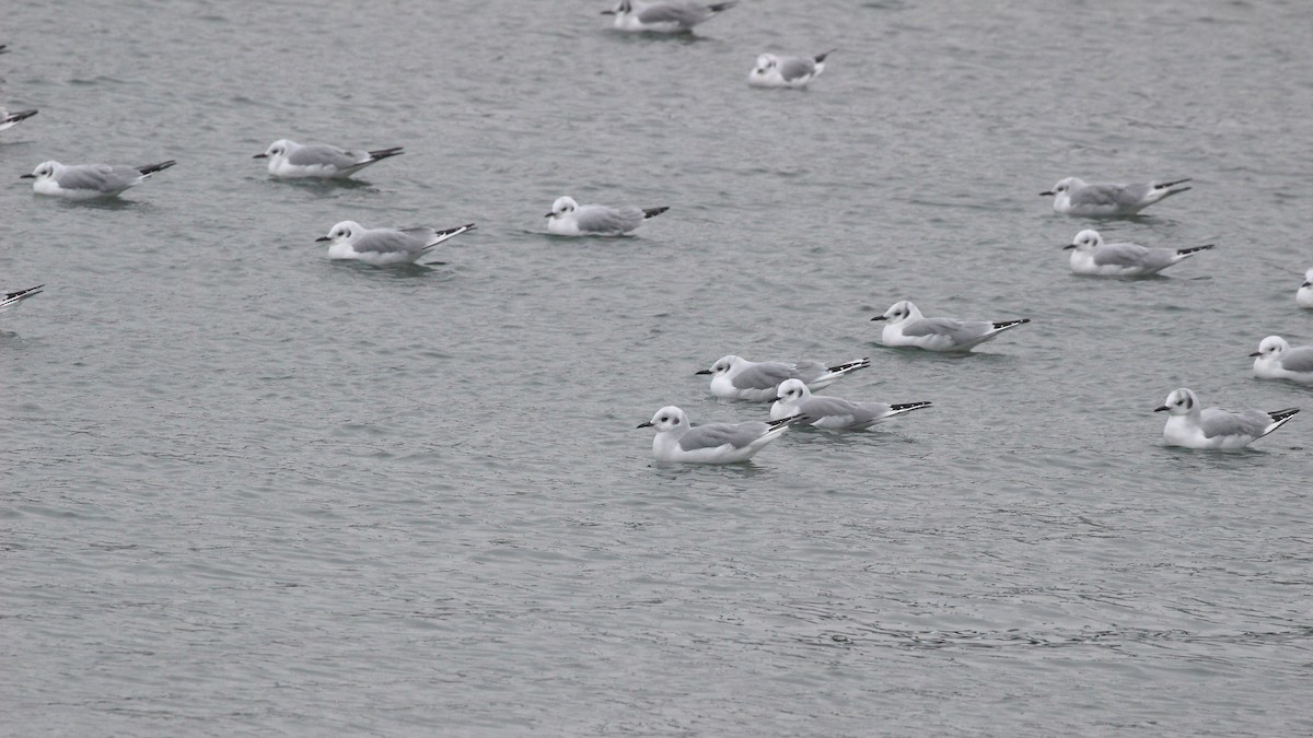 Bonaparte's Gull - ML613141702