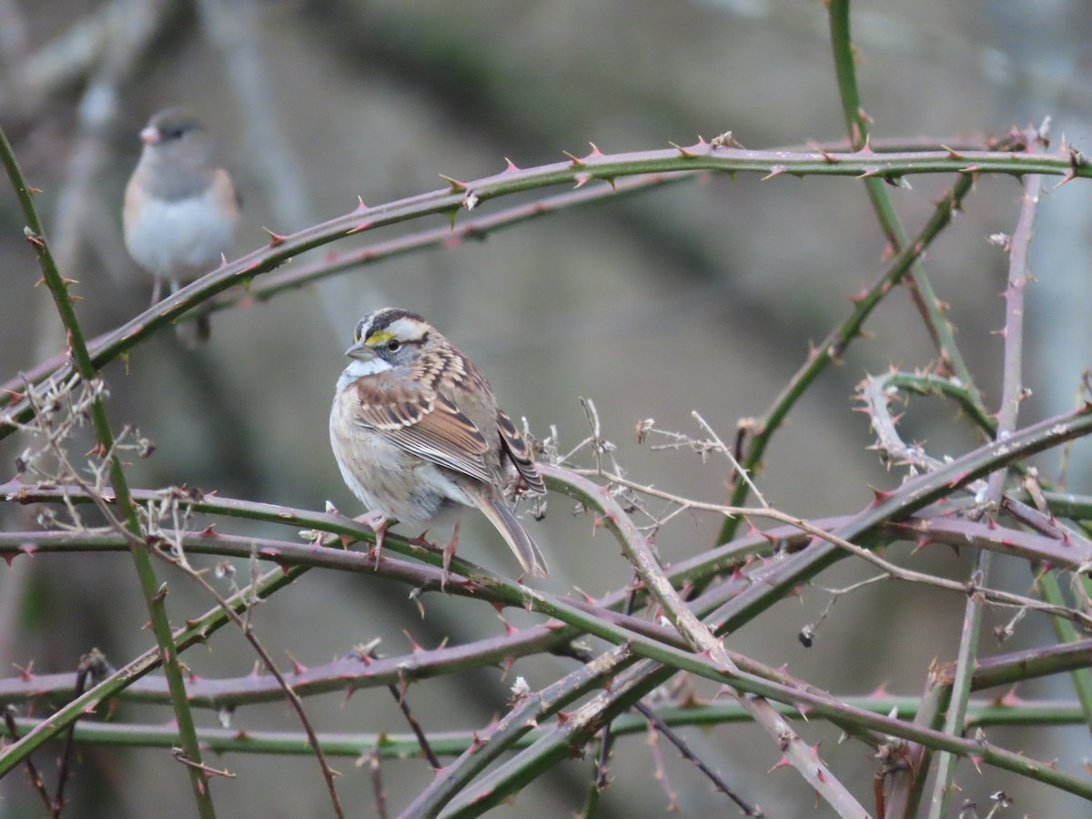 White-throated Sparrow - ML613141733
