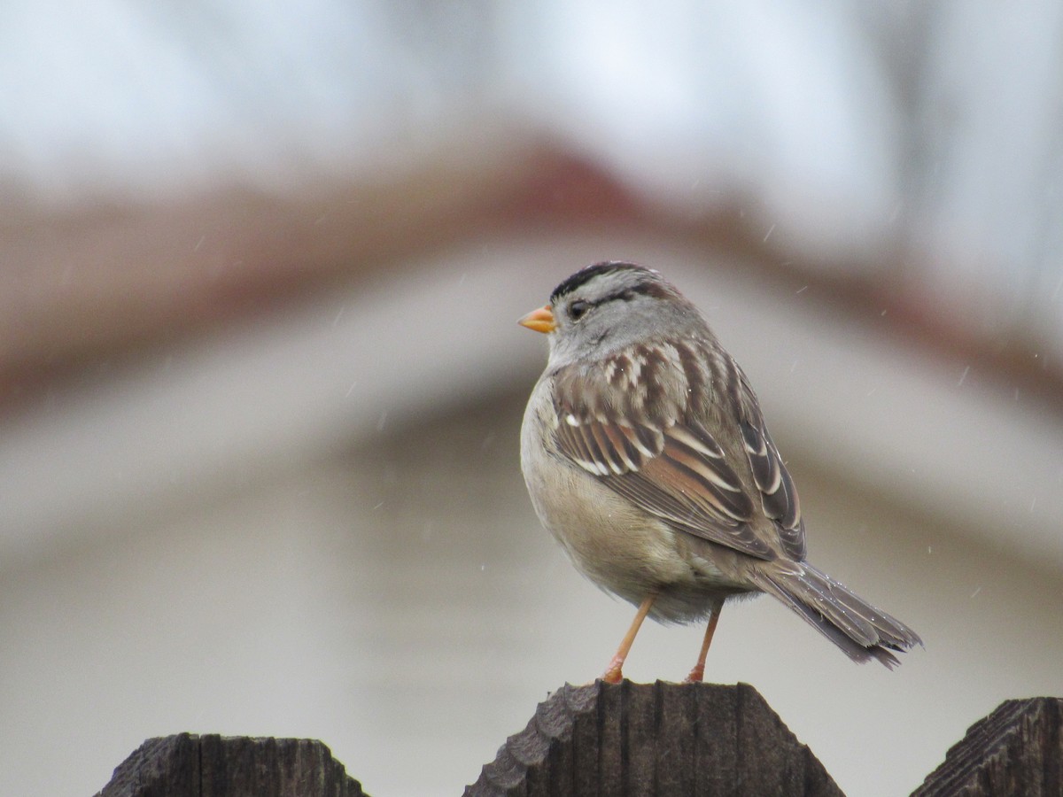 White-crowned Sparrow - ML613141751