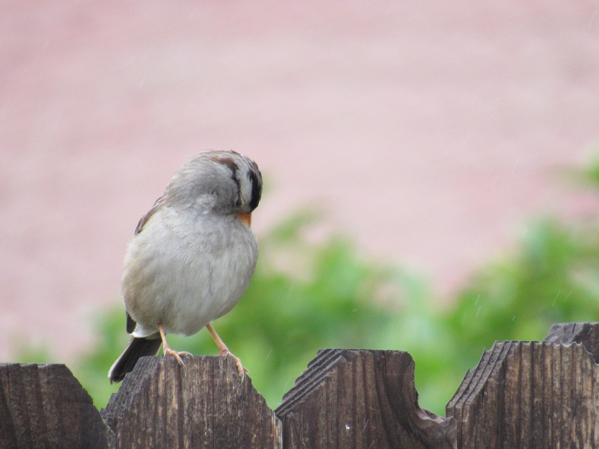 White-crowned Sparrow - ML613141755
