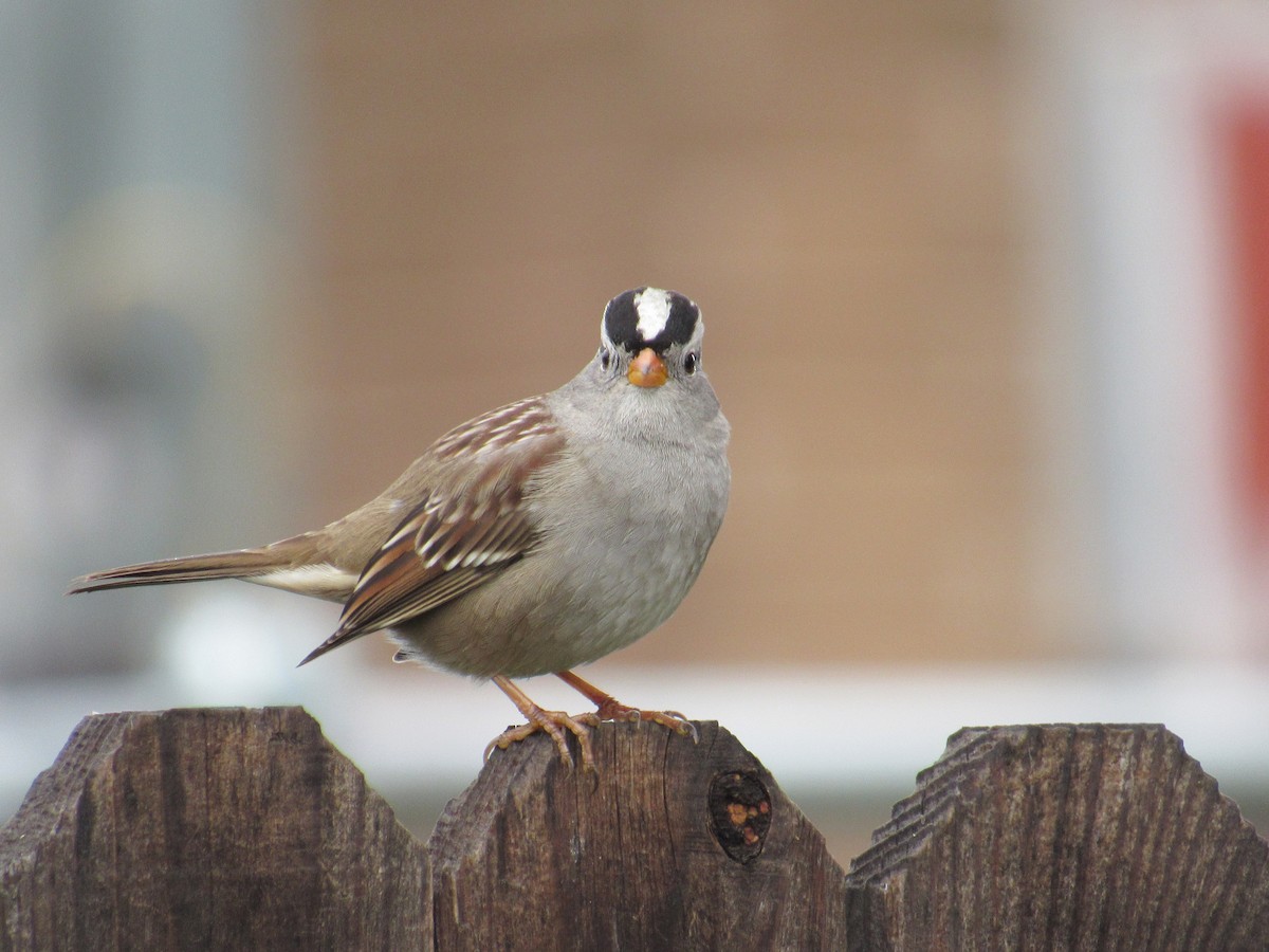 White-crowned Sparrow - ML613141761
