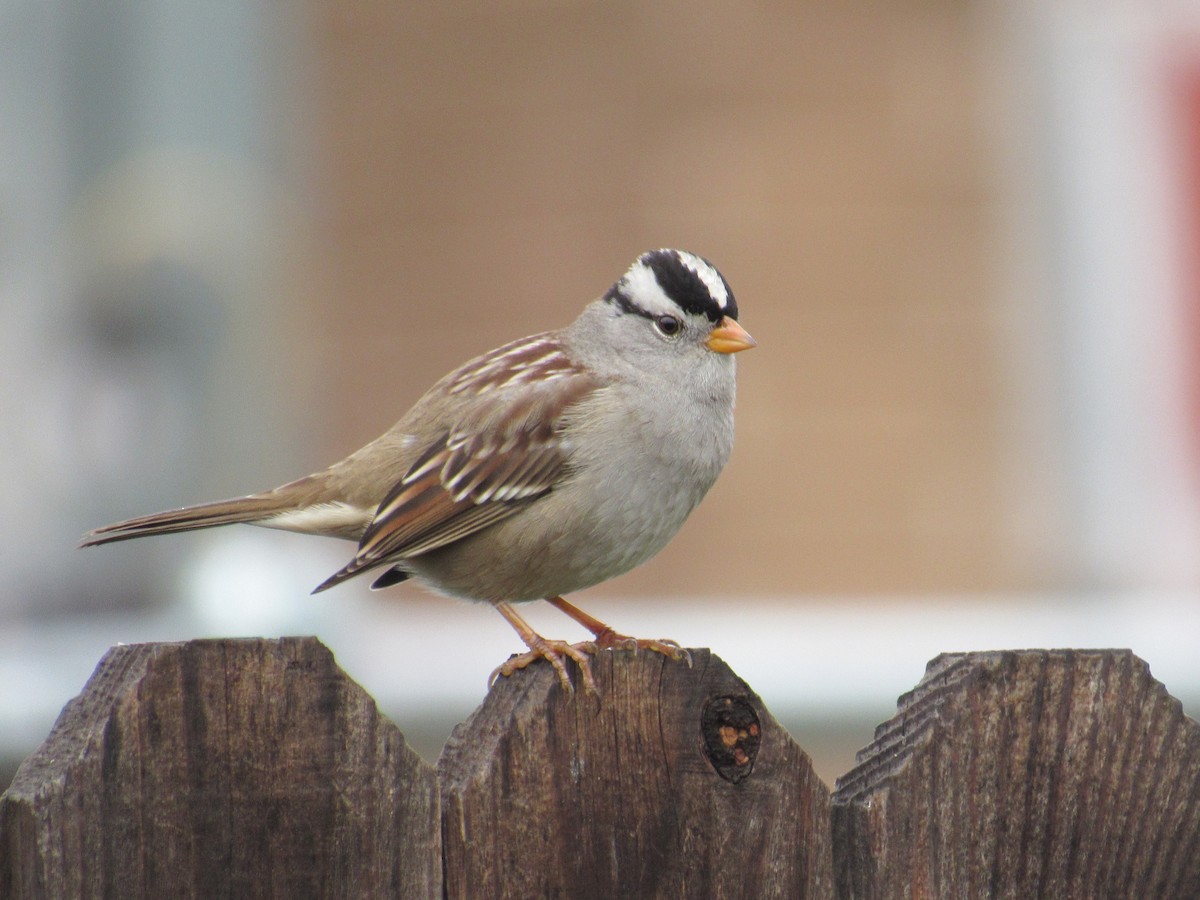 White-crowned Sparrow - ML613141774