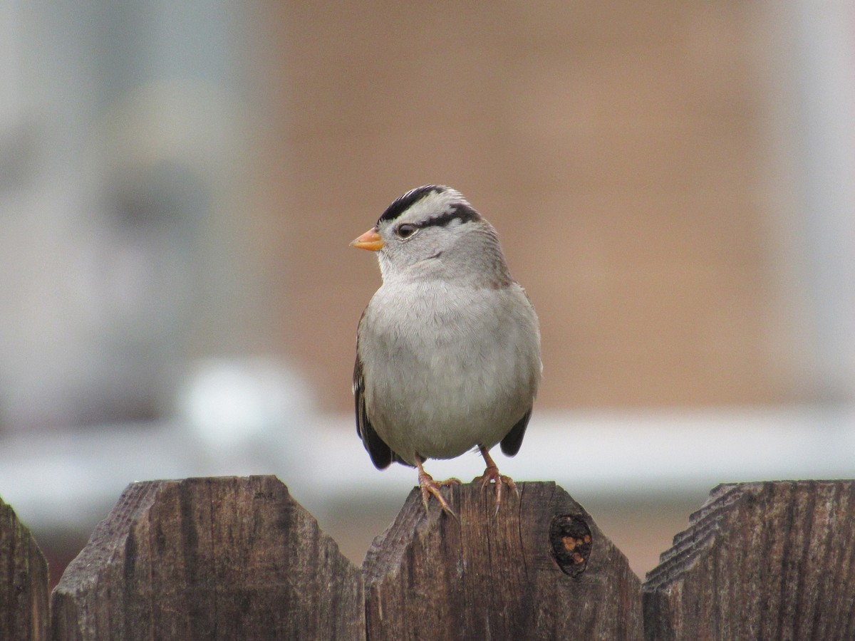 White-crowned Sparrow - ML613141778