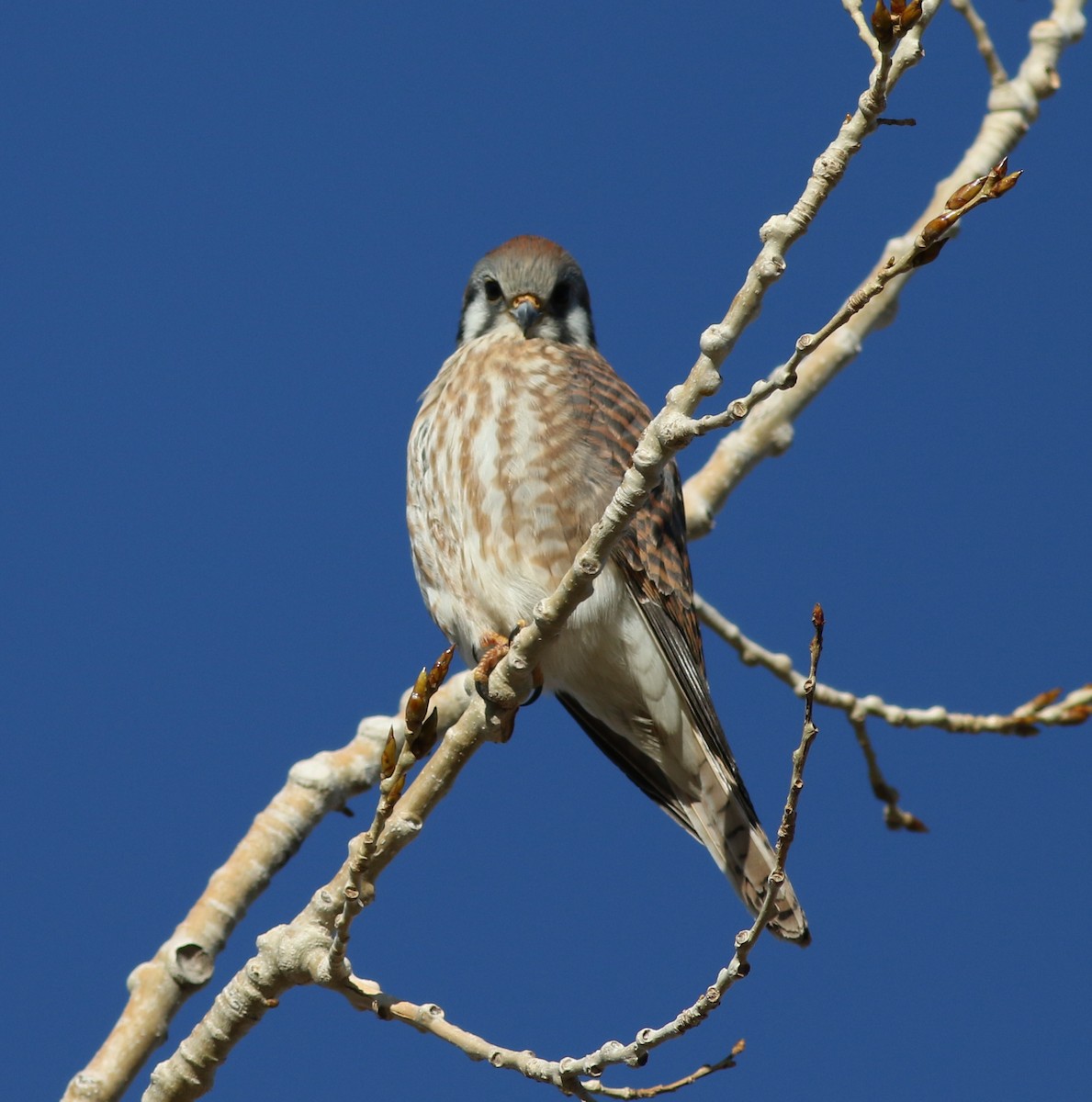 American Kestrel - Lorraine Lanning