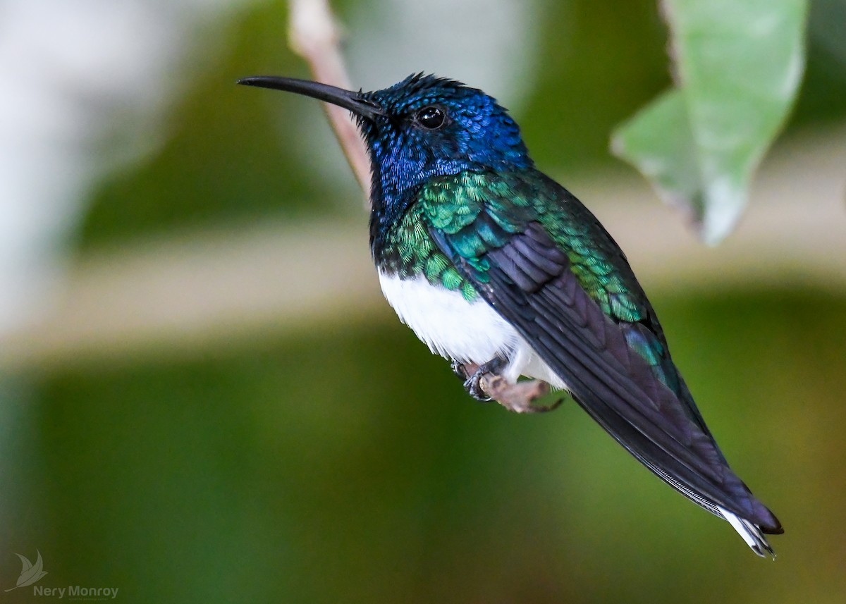 White-necked Jacobin - ML613141815