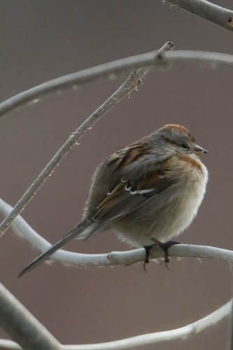 American Tree Sparrow - ML613141824
