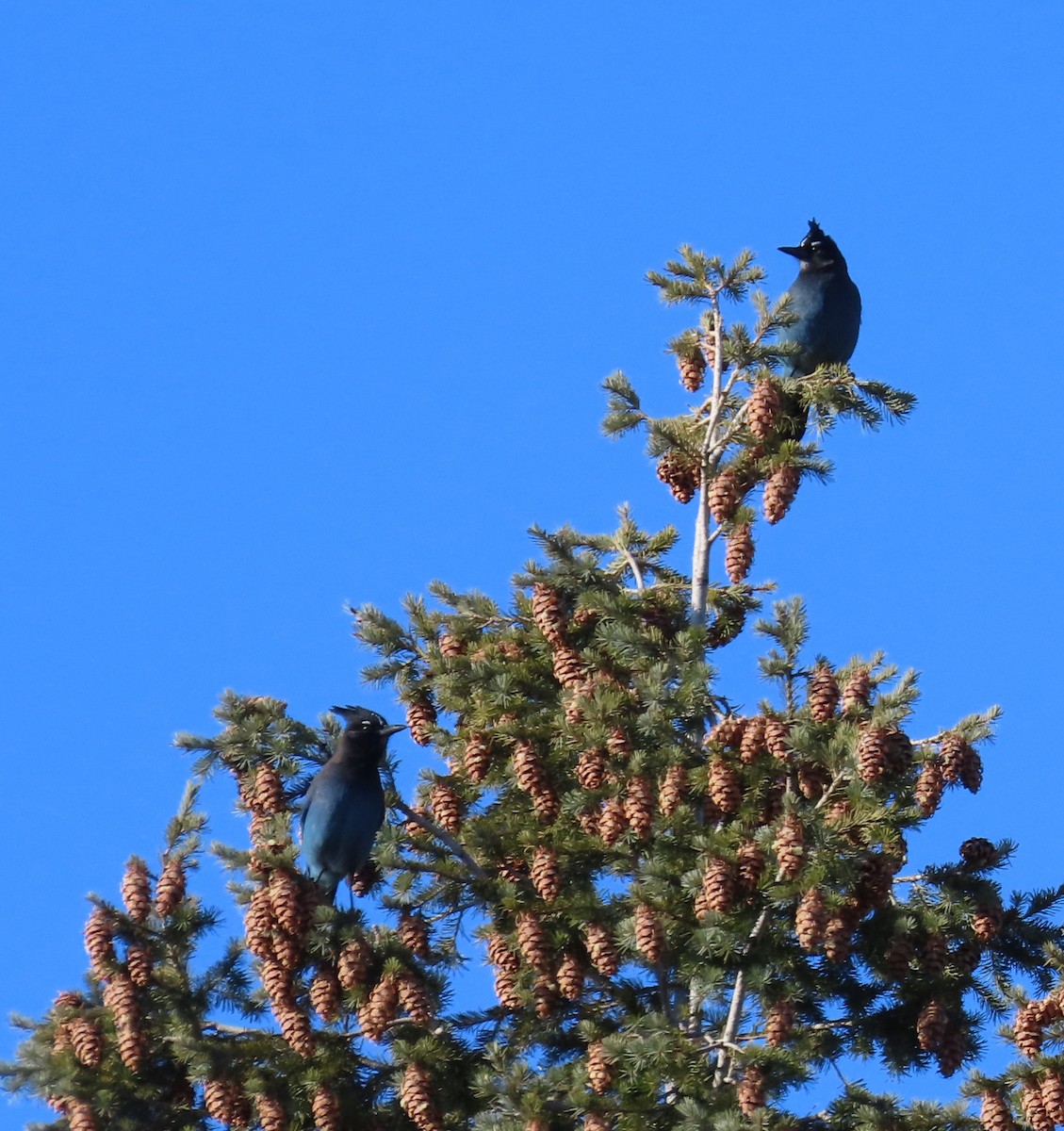 Steller's Jay - ML613141827