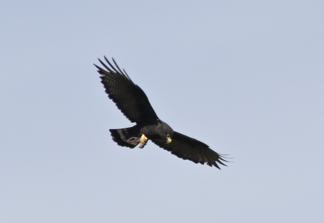 Zone-tailed Hawk - ML613141838