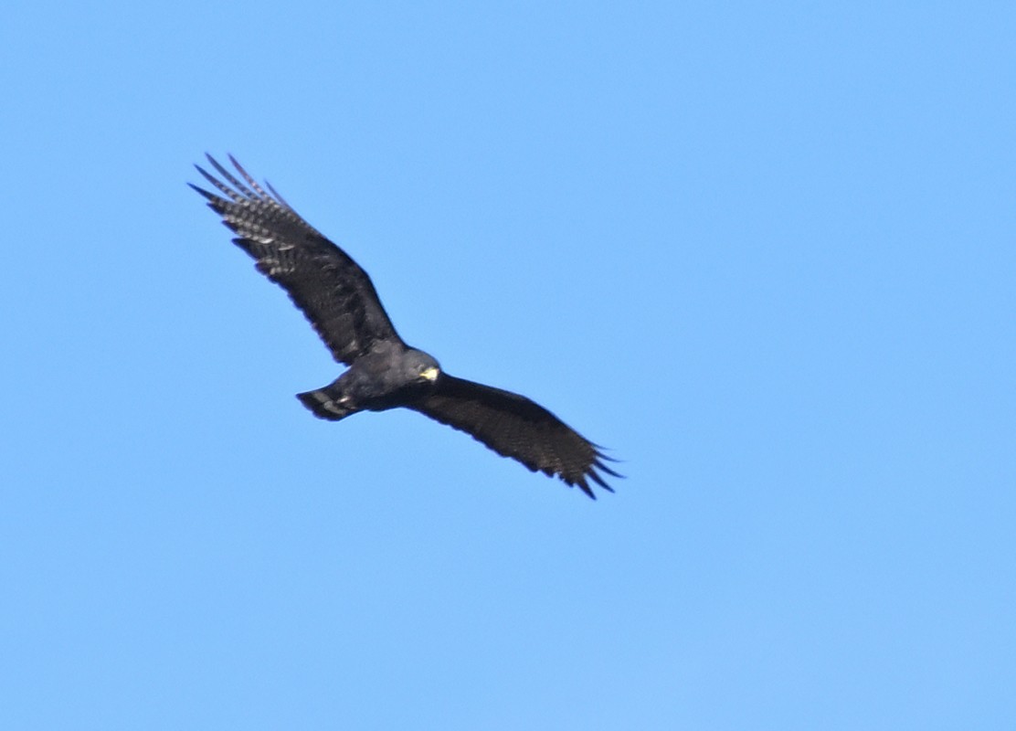 Zone-tailed Hawk - ML613141840