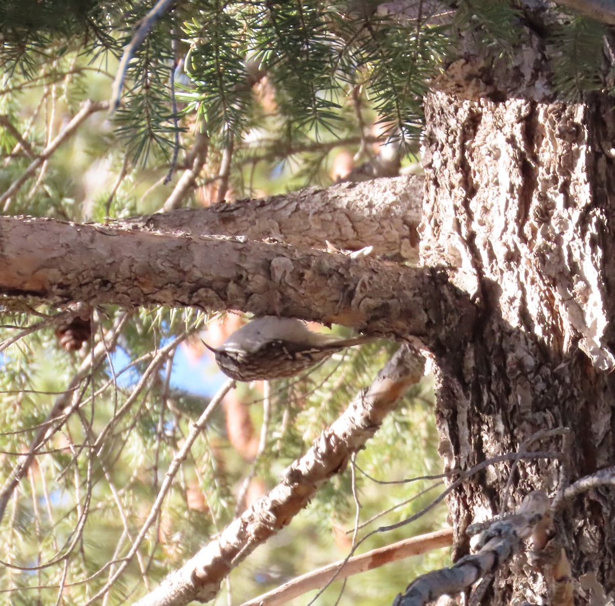 Brown Creeper - ML613141845