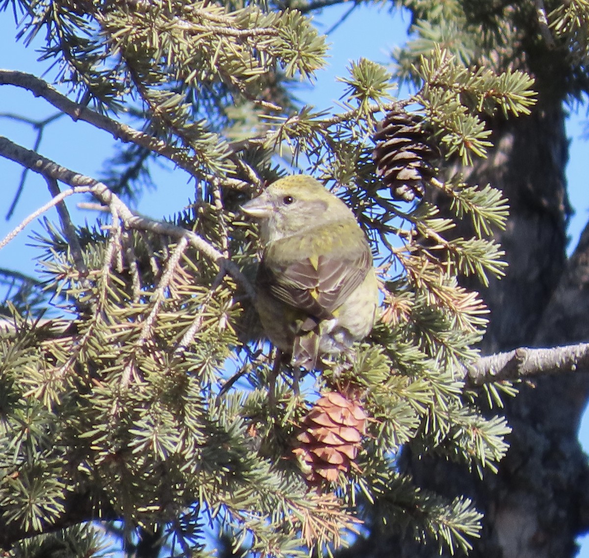 Red Crossbill - ML613141869