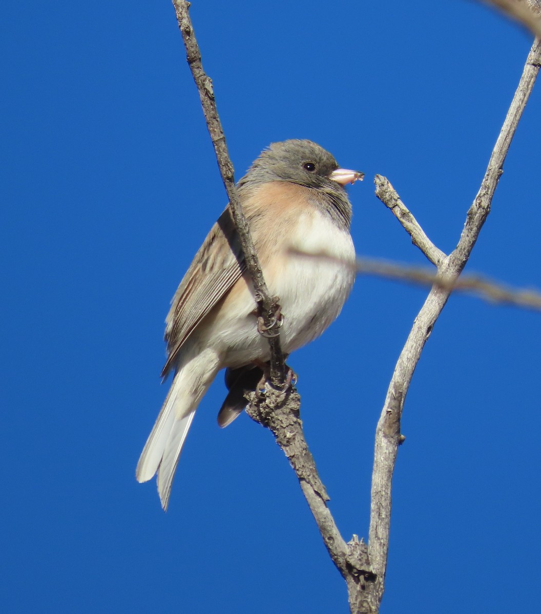 Dark-eyed Junco (Pink-sided) - ML613141949