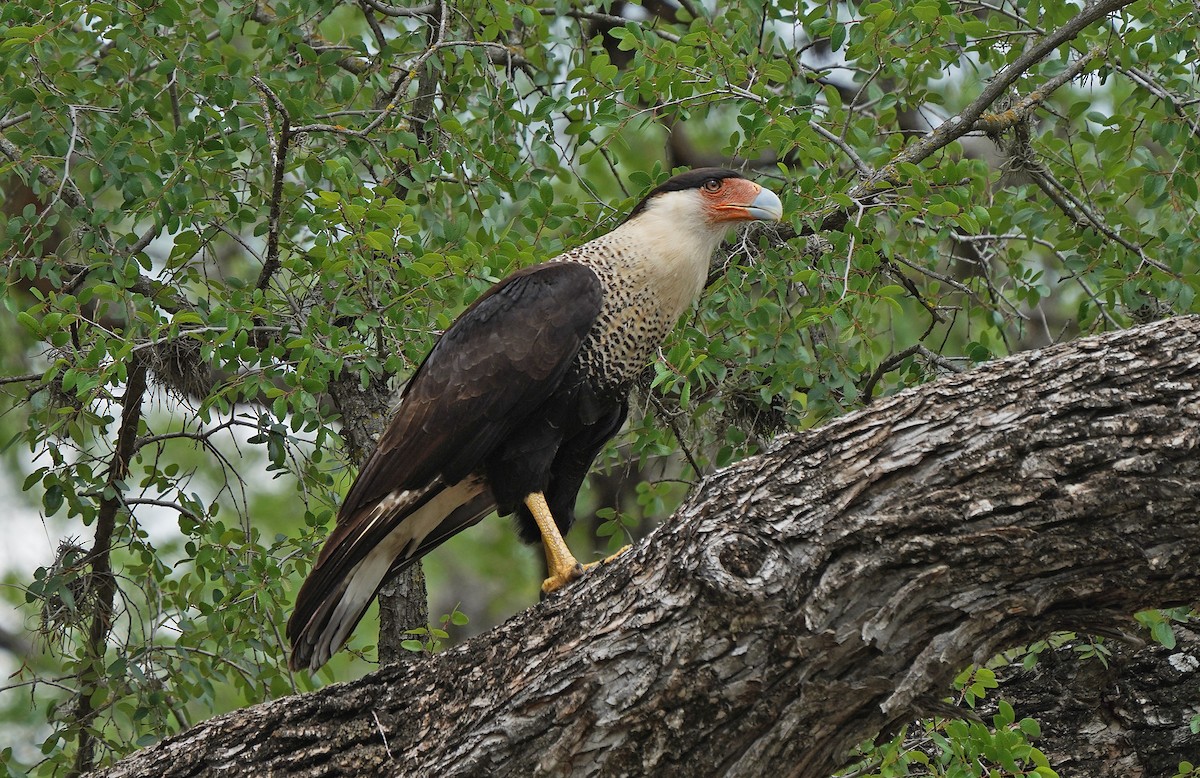 Caracara huppé - ML613141956