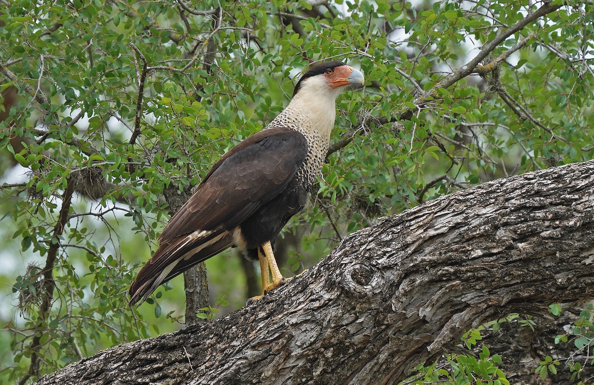 Crested Caracara - ML613142009