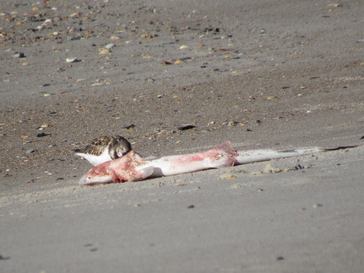 Ruddy Turnstone - ML613142011