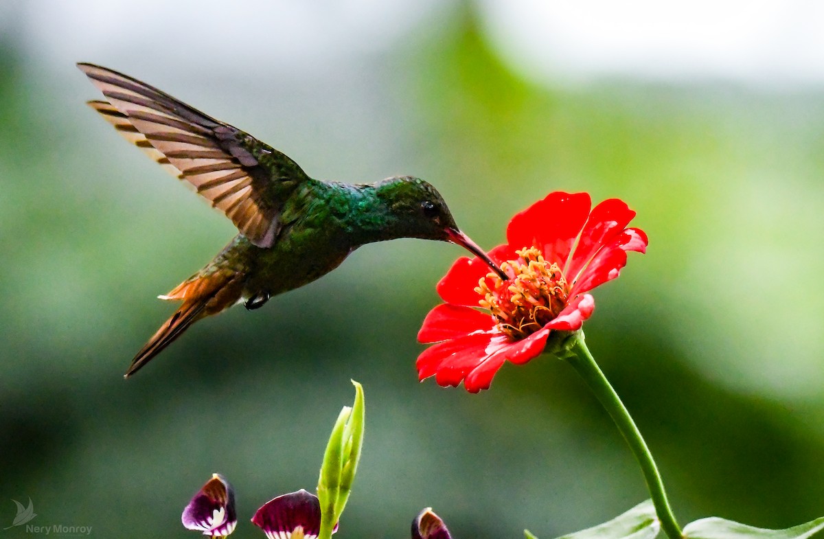 Rufous-tailed Hummingbird - ML613142049