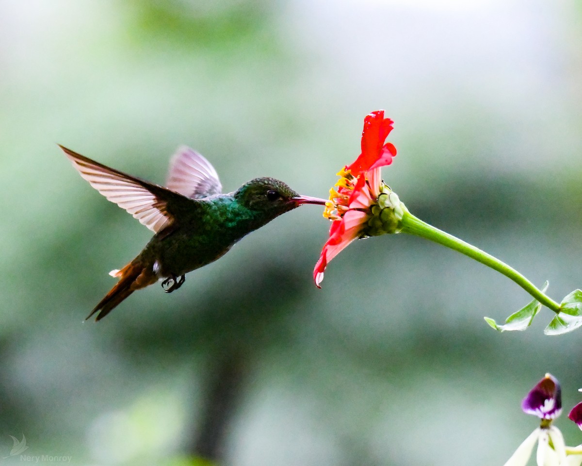 Rufous-tailed Hummingbird - ML613142052