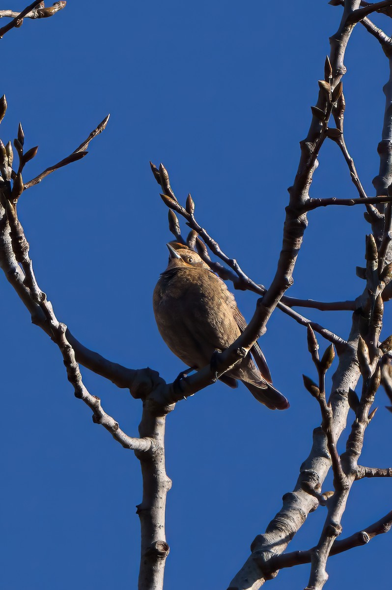 Rusty Blackbird - ML613142053