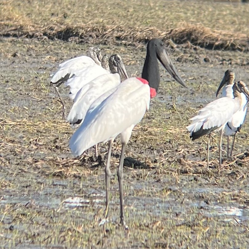 Jabiru d'Amérique - ML613142078