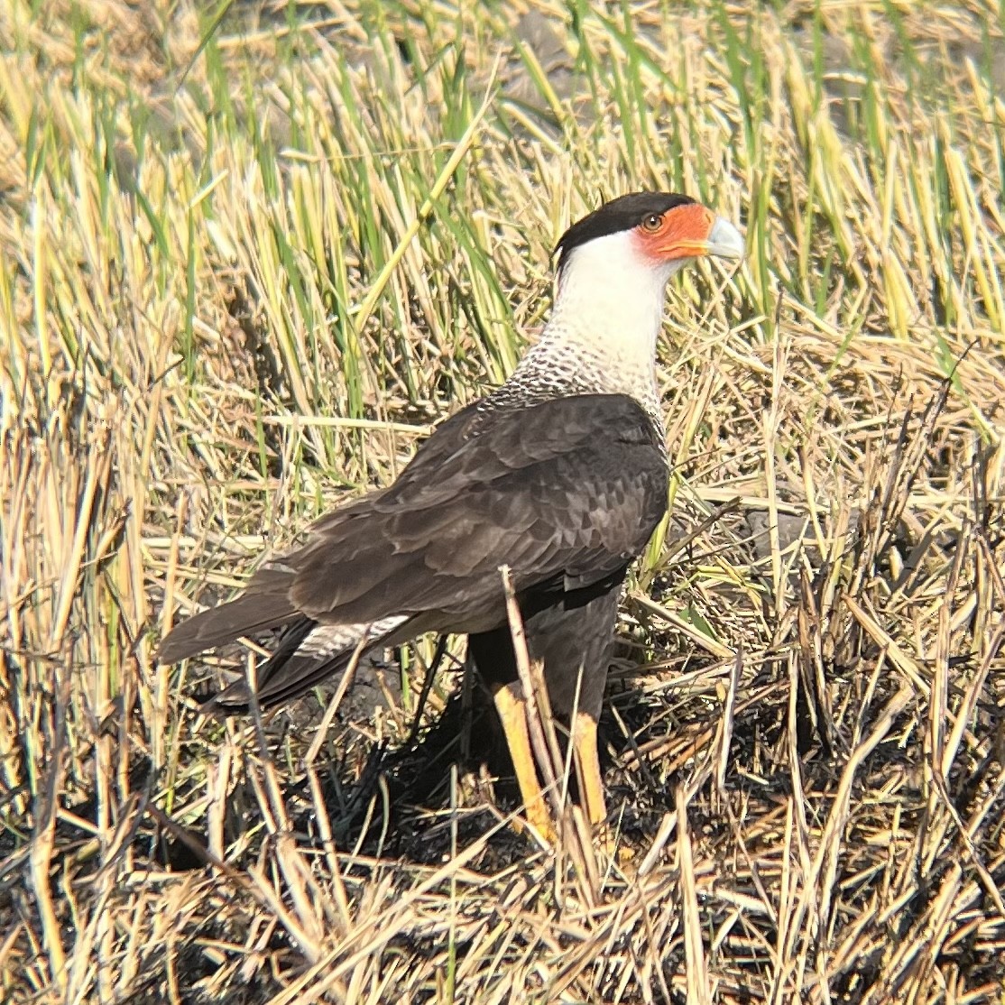 Caracara huppé - ML613142153