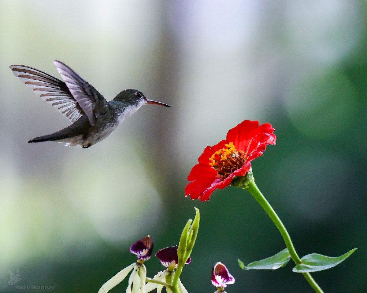 White-bellied Emerald - ML613142174