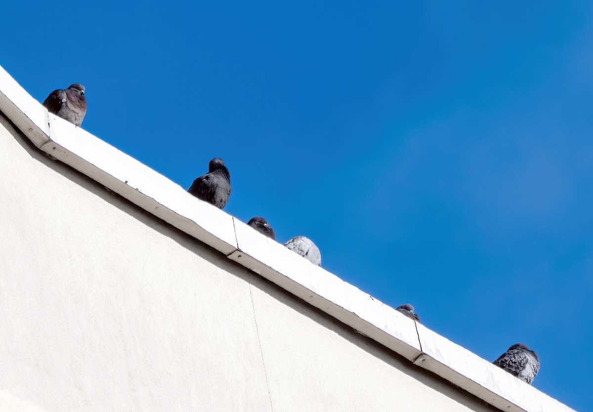 Rock Pigeon (Feral Pigeon) - ML613142217