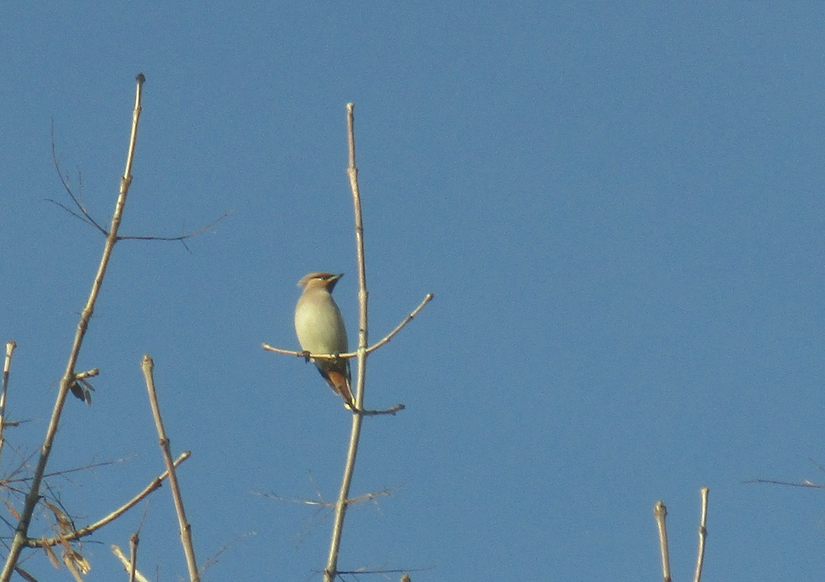 Bohemian Waxwing - ML613142292