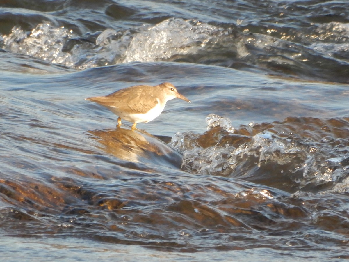 Spotted Sandpiper - ML613142365