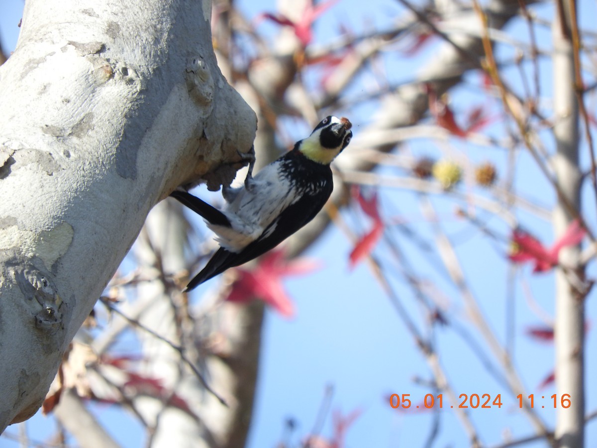 Acorn Woodpecker - Peter Ginsburg