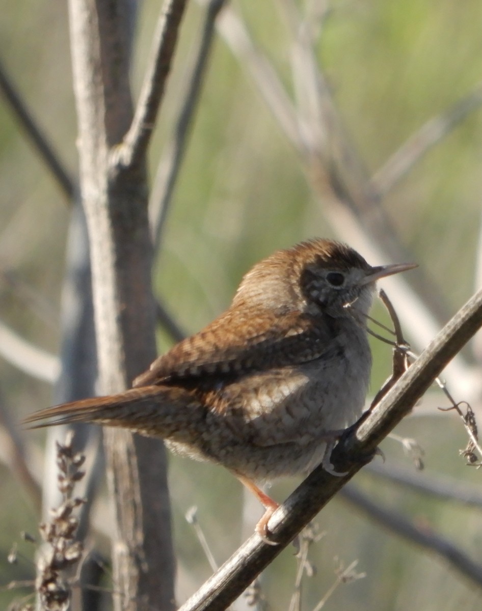 House Wren - ML613142393