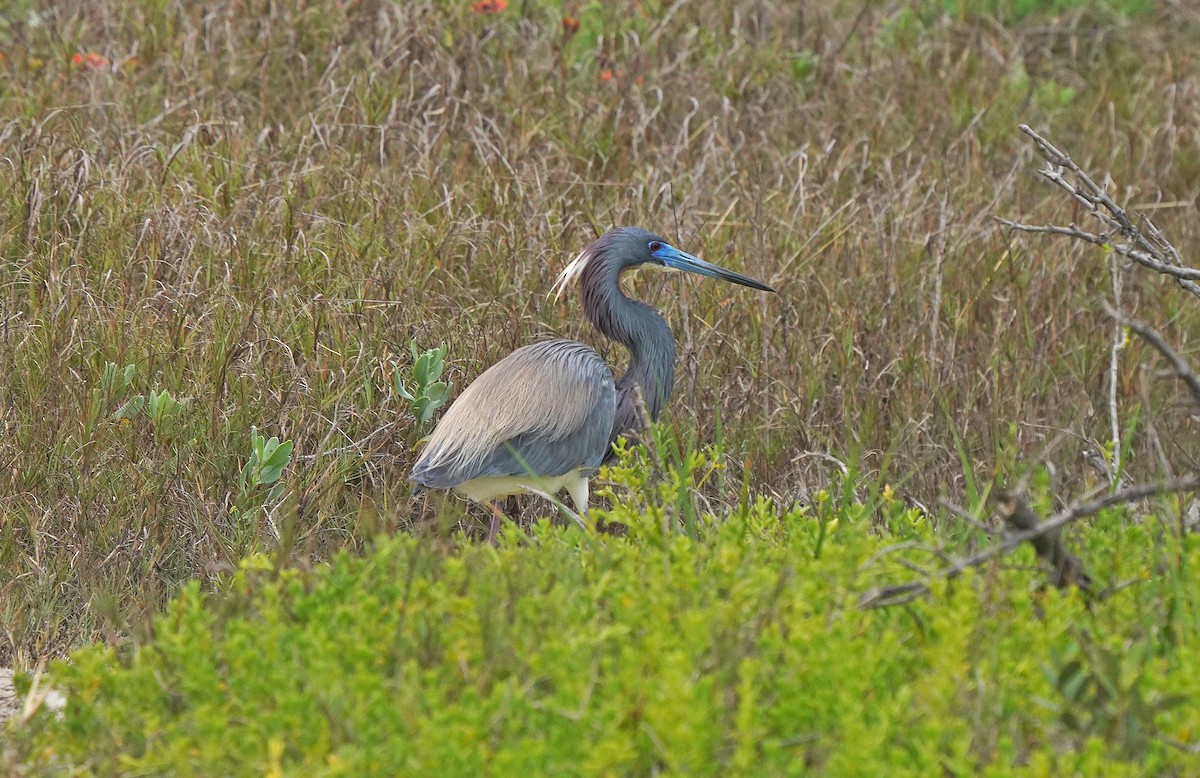 Tricolored Heron - Pitta Tours