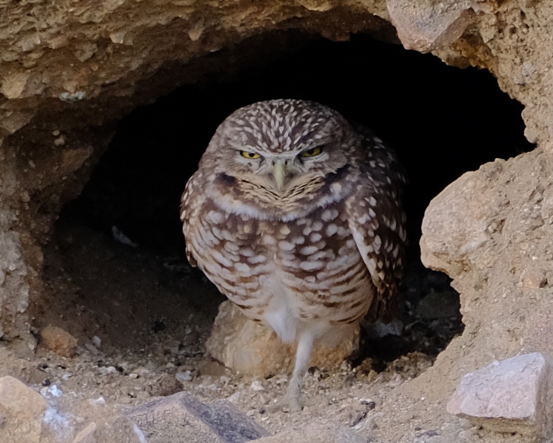 Burrowing Owl - ML613142420