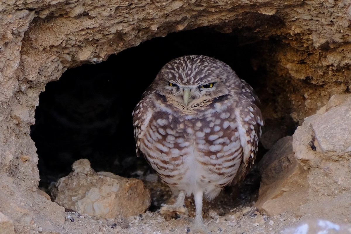 Burrowing Owl - ML613142423